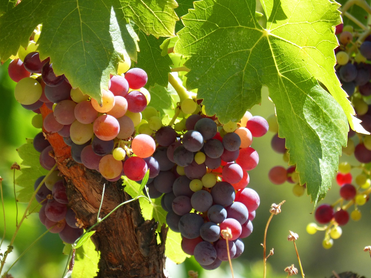 Clusters of ripening grapes in various shades of red and purple hang from a vine, partially shaded by large green leaves—a natural display of low-hanging fruit, echoing principles of sustainability.
