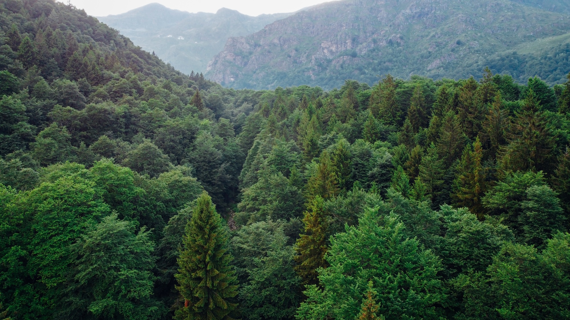 MDSi ESG: A dense green forest with a variety of trees covers rolling hills, with tall mountains visible in the background under a cloudy sky.